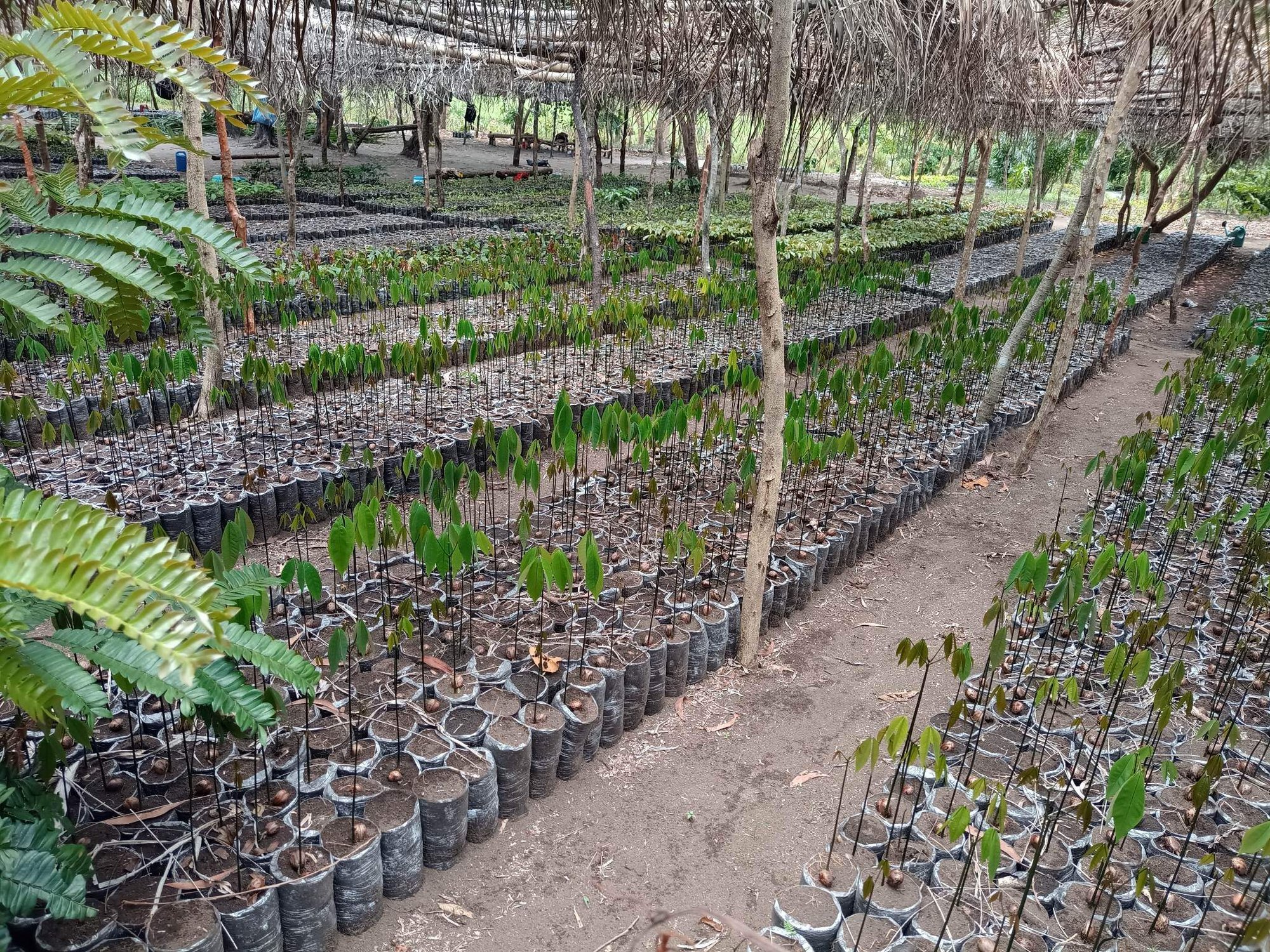 reforestation_congo_4